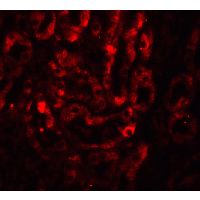 IL17A Antibody - Immunofluorescence of IL-17 in mouse thymus tissue with IL-17 Antibody at 20 µg/mL.