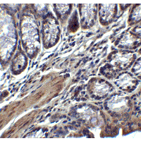 IL17A Antibody - Immunohistochemistry of IL-17 in mouse colon tissue with IL-17 antibody at 2 µg/ml.