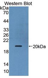 IL17B Antibody - Western Blot; Sample: Recombinant protein.