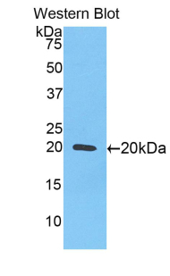 IL17B Antibody - Western blot of recombinant 17B / IL-17B.  This image was taken for the unconjugated form of this product. Other forms have not been tested.