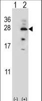 IL17B Antibody - Western blot of IL17B (arrow) using rabbit polyclonal IL17B Antibody. 293 cell lysates (2 ug/lane) either nontransfected (Lane 1) or transiently transfected (Lane 2) with the IL17B gene.
