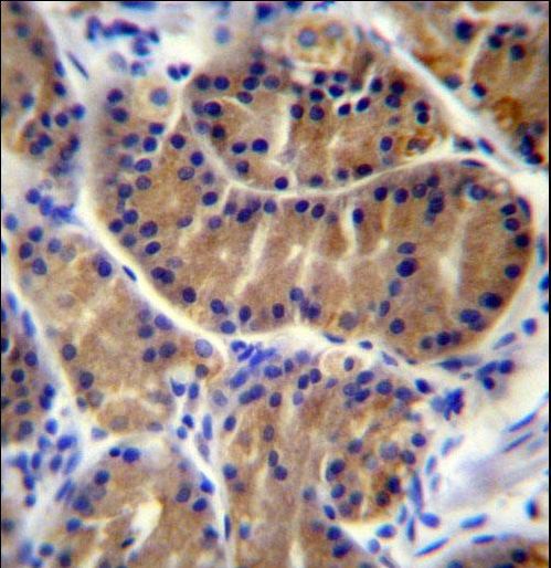 IL17B Antibody - IL17B Antibody immunohistochemistry of formalin-fixed and paraffin-embedded human stomach tissue followed by peroxidase-conjugated secondary antibody and DAB staining.