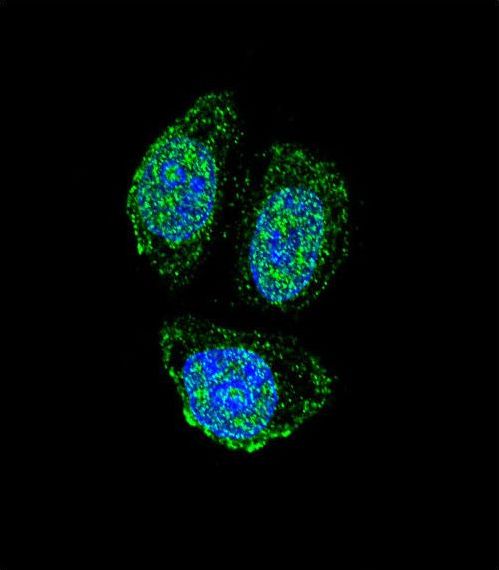 IL17B Antibody - Confocal immunofluorescence of IL17B Antibody with HeLa cell followed by Alexa Fluor 488-conjugated goat anti-rabbit lgG (green). DAPI was used to stain the cell nuclear (blue).