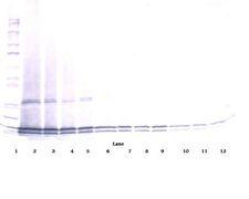 IL17B Antibody - Western Blot (non-reducing) of Interleukin 17B / IL-17B antibody. This image was taken for the unconjugated form of this product. Other forms have not been tested.