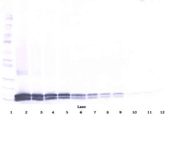 IL17B Antibody - Western Blot (reducing) of Interleukin 17B / IL-17B antibody. This image was taken for the unconjugated form of this product. Other forms have not been tested.