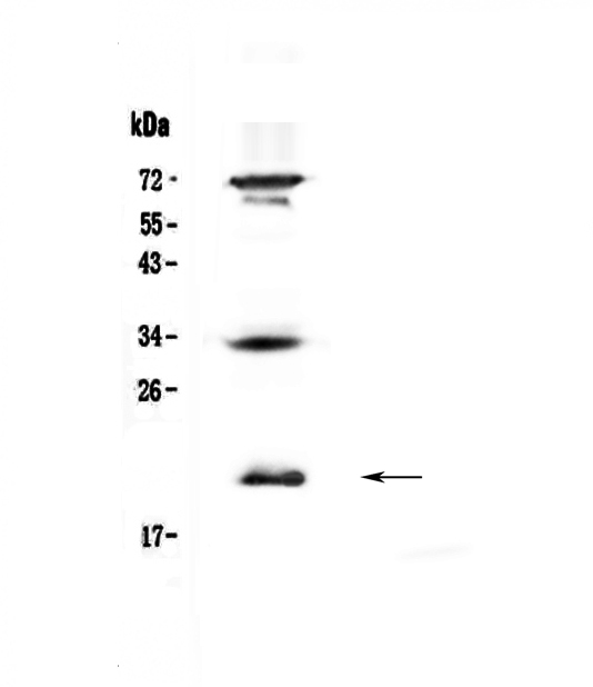 IL17B Antibody - Western blot - Anti-IL17B Picoband antibody
