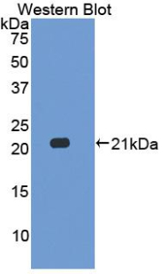 IL17C Antibody - Western blot of recombinant IL17C.