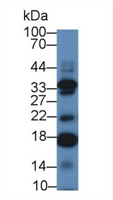 IL17C Antibody - Western Blot; Sample: Mouse Testis lysate; Primary Ab: 2µg/mL Rabbit Anti-Human IL17C Antibody Second Ab: 0.2µg/mL HRP-Linked Caprine Anti-Rabbit IgG Polyclonal Antibody
