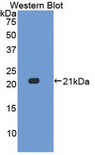 IL17C Antibody - Western blot of recombinant IL17C.