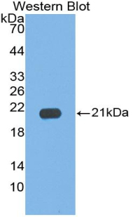 IL17C Antibody - Western blot of recombinant IL17C.