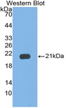 IL17C Antibody - Western blot of recombinant IL17C.