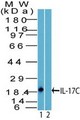 IL17C Antibody - Western Blot: IL17C Antibody - Analysis of IL-17C using IL17C antibody. THP1 cell lysate in the 1) absence and 2) presence of immunizing peptide probed with 2 ug/ml of IL17C antibody. Goat anti-rabbit Ig HRP secondary antibody and PicoTect ECL substrate solution were used for this test.
