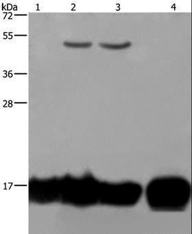 IL17C Antibody - Western blot analysis of A549 and K562 cell, Raji cell and human fetal intestine tissue, using IL17C Polyclonal Antibody at dilution of 1:250.