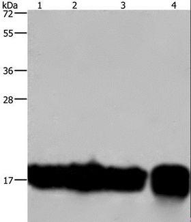 IL17C Antibody - Western blot analysis of A549 and K562 cell, Raji cell and human fetal intestine tissue, using IL17C Polyclonal Antibody at dilution of 1:300.