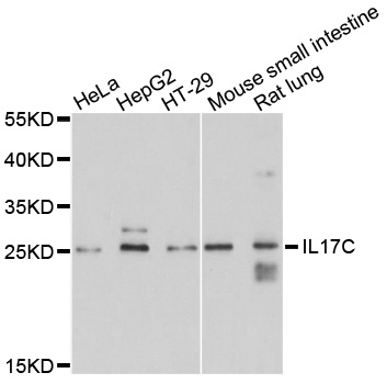 IL17C Antibody - Western blot analysis of extracts of various cell lines, using IL17C antibody at 1:1000 dilution. The secondary antibody used was an HRP Goat Anti-Rabbit IgG (H+L) at 1:10000 dilution. Lysates were loaded 25ug per lane and 3% nonfat dry milk in TBST was used for blocking. An ECL Kit was used for detection and the exposure time was 20s.