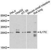IL17C Antibody - Western blot analysis of extracts of various cell lines, using IL17C antibody at 1:1000 dilution. The secondary antibody used was an HRP Goat Anti-Rabbit IgG (H+L) at 1:10000 dilution. Lysates were loaded 25ug per lane and 3% nonfat dry milk in TBST was used for blocking. An ECL Kit was used for detection and the exposure time was 20s.