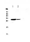 IL17C Antibody - Western blot - Anti-IL17C Picoband antibody