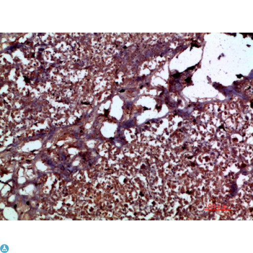 IL17C Antibody - Immunohistochemical analysis of paraffin-embedded human-pancreas, antibody was diluted at 1:200.