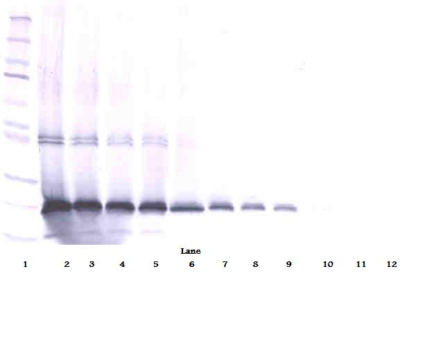 IL17D Antibody - Anti-Human IL-17D Western Blot Reduced