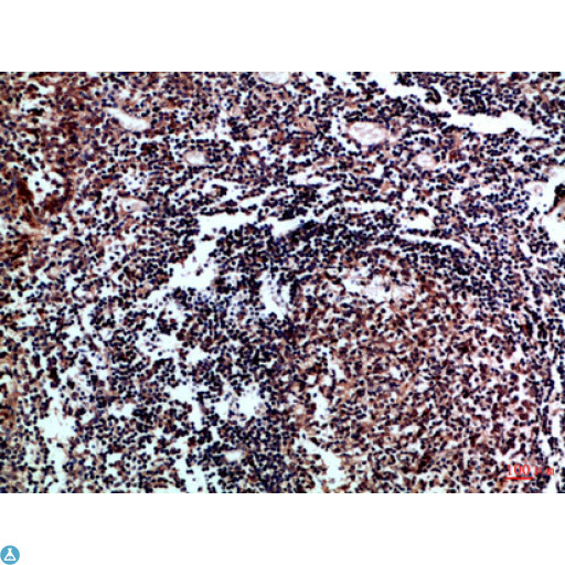 IL17D Antibody - Immunohistochemical analysis of paraffin-embedded human-tonsil, antibody was diluted at 1:100.