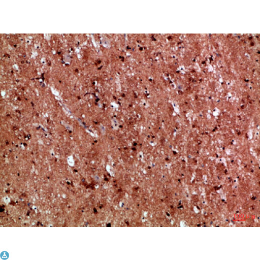 IL17D Antibody - Immunohistochemical analysis of paraffin-embedded Human-brain, antibody was diluted at 1:100.