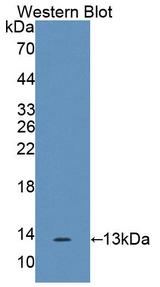 IL17F Antibody