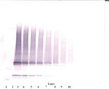 IL17F Antibody - Western Blot (non-reducing) of IL-17F antibody. This image was taken for the unconjugated form of this product. Other forms have not been tested.