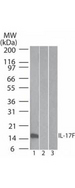 IL17F Antibody - Western Blot of Mouse Anti-IL-17F antibody. Lane 1: human full length recombinant IL-17F protein. Lane 2: mouse full length recombinant IL-17F protein. Lane 3: rat full length recombinant IL-17F protein. Load: 20 ng/lane. Primary antibody: Anti-IL-17F antibody at 0.5ug/mL for overnight at 4°C.