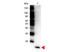 IL17F Antibody - Western Blot of Peroxidase conjugated Rabbit anti-IL-17F Antibody. Lane 1: Human IL-17F. Lane 2: none. Load: 50 ng per lane. Primary antibody: none. Secondary antibody: Peroxidase IL-17F secondary antibody at 1:1000 for 30 min at RT. Block: MB-070 for 30 min at RT. Predicted/Observed size: 16kDa for Human IL-17F. Other band(s): none. This image was taken for the unconjugated form of this product. Other forms have not been tested.