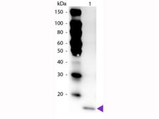 IL17F Antibody - Western Blot of Peroxidase Conjugated Rabbit anti-IL-17F antibody. Lane 1: Mouse IL-17F. Lane 2: None. Load: 50 ng per lane. Primary antibody: None. Secondary antibody: Peroxidase rabbit secondary antibody at 1:1,000 for 60 min at RT.