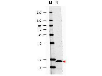 IL17F Antibody - Anti-Human IL17-F Antibody - Western Blot. Western blot of anti-Human IL17-F antibody shows detection of a band ~15 kD in size corresponding to recombinant human IL17-F (lane 1). Molecular weight markers are also shown (M). After transfer, the membrane was blocked overnight with 3% BSA in TBS followed by reaction with primary antibody at a 1:1000 dilution. Detection occurred using DyLight 649 conjugated anti-Rabbit IgG ( secondary antibody diluted 1:20000 in blocking buffer (p/n MB-070). Image was captured using VersaDoc MP 4000 imaging system (Bio-Rad).