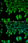 IL17F Antibody - Immunofluorescence analysis of A549 cells.