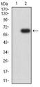 IL17RA Antibody - Western blot analysis using CD217 mAb against HEK293 (1) and CD217 (AA: extra 33-320)-hIgGFc transfected HEK293 (2) cell lysate.
