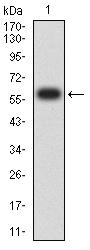 IL17RA Antibody - Western blot analysis using CD217 mAb against human CD217 (AA: extra 33-320) recombinant protein. (Expected MW is 59.4 kDa)