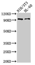 IL17RA Antibody - Western Blot Positive WB detected in: NIH/3T3 whole cell lysate, HL60 whole cell lysate All lanes: IL17RA antibody at 3.5µg/ml Secondary Goat polyclonal to rabbit IgG at 1/50000 dilution Predicted band size: 97, 93 kDa Observed band size: 93 kDa