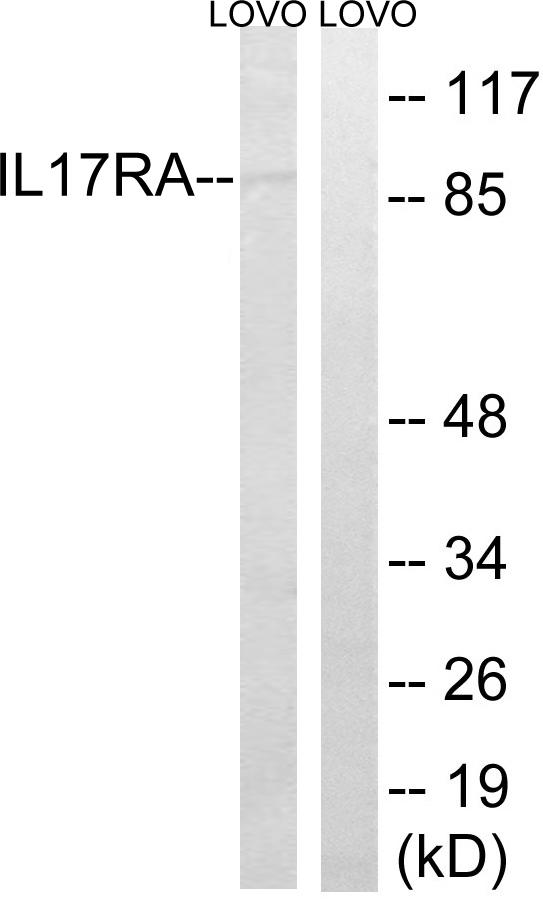IL17RA Antibody - Western blot analysis of extracts from LOVO cells, using IL17RAantibody.
