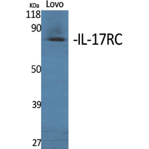 IL17RC Antibody - Western blot of IL-17RC antibody