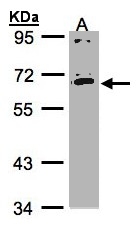 IL17RC Antibody - Sample (30 ug whole cell lysate). A: HeLa S3. 7.5% SDS PAGE. IL17RC antibody diluted at 1:1000