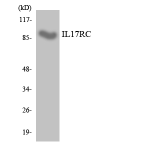 IL17RC Antibody - Western blot analysis of the lysates from RAW264.7cells using IL17RC antibody.