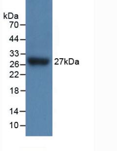 IL17RC Antibody - Western Blot; Sample: Recombinant IL17RC, Mouse.