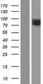 IL17RC Protein - Western validation with an anti-DDK antibody * L: Control HEK293 lysate R: Over-expression lysate