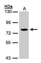 IL17RD Antibody - Sample(30 g of whole cell lysate). A:293T. 7.5% SDS PAGE. IL17RD antibody diluted at 1:500