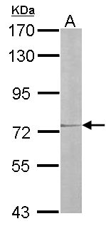 IL17RD Antibody - Sample (30 ug of whole cell lysate). A: NIH-3T3. 7.5% SDS PAGE. IL17RD antibody diluted at 1:2000.