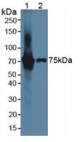 IL17RE Antibody - Western Blot; Sample: Lane1: Rat Brain Tissue; Lane2: Mouse Brain Tissue.