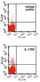 IL17RE Antibody - Flow Cytometry: IL-17 RE Antibody (46N7E3) [Azide Free] - Surface analysis of IL-17RE on human lymphocytes using IL-17RE antibody at 0.5 ug/10^6 cells. This image was taken for the unmodified form of this product. Other forms have not been tested.