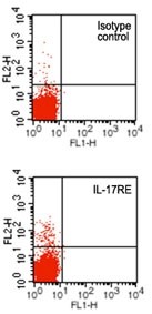 IL17RE Antibody - Flow Cytometry: IL17RE Antibody (46N7E3) - Surface analysis of IL-17RE on human lymphocytes using IL-17RE antibody at 0.5 ug/10^6 cells.