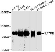 IL17RE Antibody - Western blot analysis of extracts of various cell lines, using IL17RE antibody at 1:3000 dilution. The secondary antibody used was an HRP Goat Anti-Rabbit IgG (H+L) at 1:10000 dilution. Lysates were loaded 25ug per lane and 3% nonfat dry milk in TBST was used for blocking. An ECL Kit was used for detection and the exposure time was 5s.