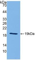 IL18 Antibody - Western Blot; Sample: Recombinant IL18, Mouse.