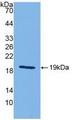 IL18 Antibody - Western Blot; Sample: Recombinant IL18, Mouse.