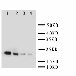IL18 Antibody - WB of IL18 antibody. Lane 1: Recombinant Mouse IL18 Protein 10ng. Lane 2: Recombinant Mouse IL18 Protein 5ng. Lane 3: Recombinant Mouse IL18 Protein 2.5ng. Lane 4: Recombinant Mouse IL18 Protein 1.25ng..